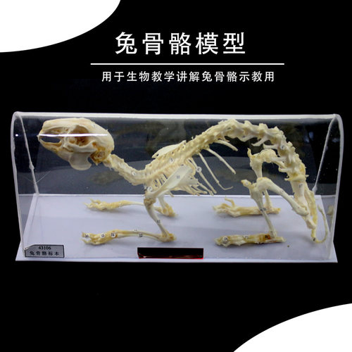 兔子骨骼模型兔骨骼标本模型