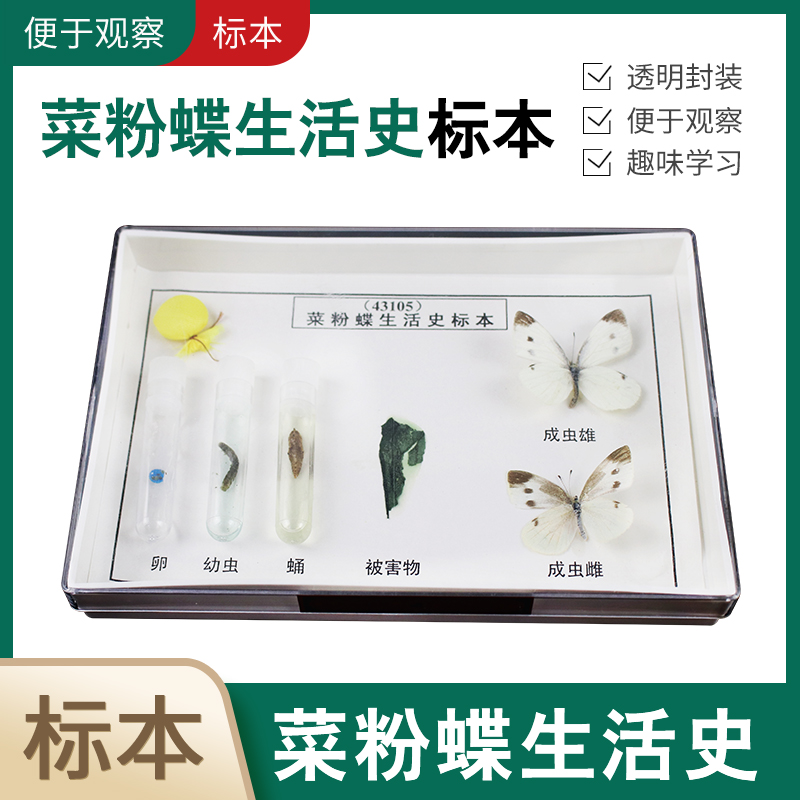 菜粉蝶生活史标本实物教学