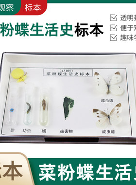 菜粉蝶生活史标本实物教学