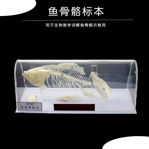 鱼骨骼标本鲫鱼骨骼生物标本模型
