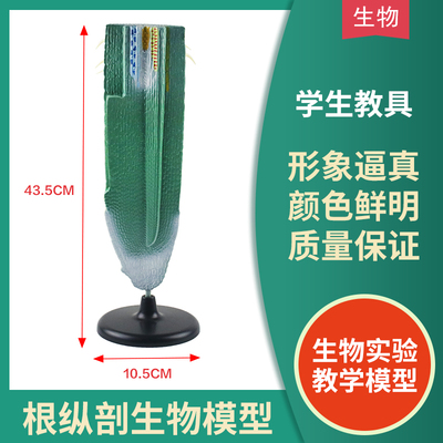 根纵剖模型根纵解剖植物类根系研究设备模型初高中生物植物学教学仪器实验器材