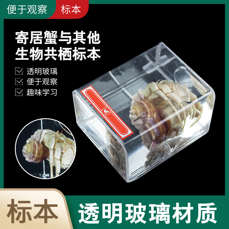 寄居蟹标本 寄居蟹与其他生物共栖标本  小学初中高中生物教学仪器实验器材 教具