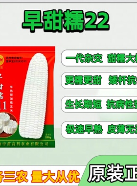 早熟白甜糯玉米种子早甜糯211早熟白甜糯玉米种矮杆大棒好吃好卖