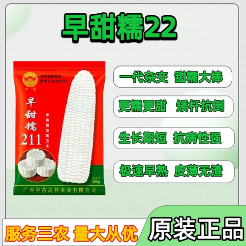 早熟白甜糯玉米种子矮杆大棒