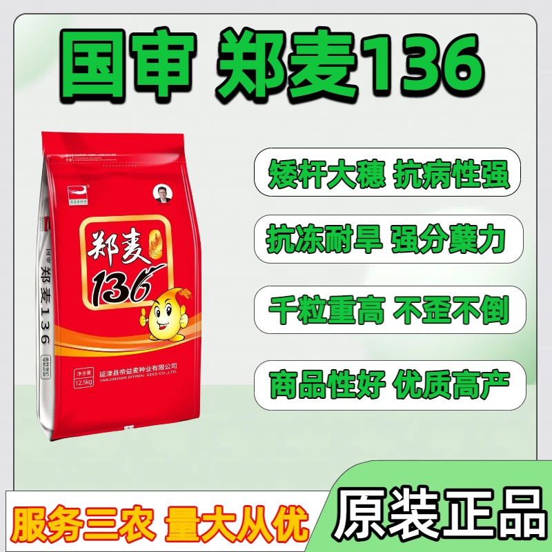 国审郑麦136小麦种子原装原种优质矮杆抗病抗倒冻高产小麦种子
