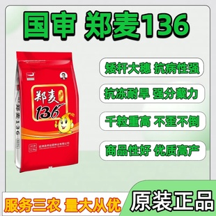 原種優質矮桿抗病抗倒凍高產小麥種子 國審鄭麥136小麥種子原裝