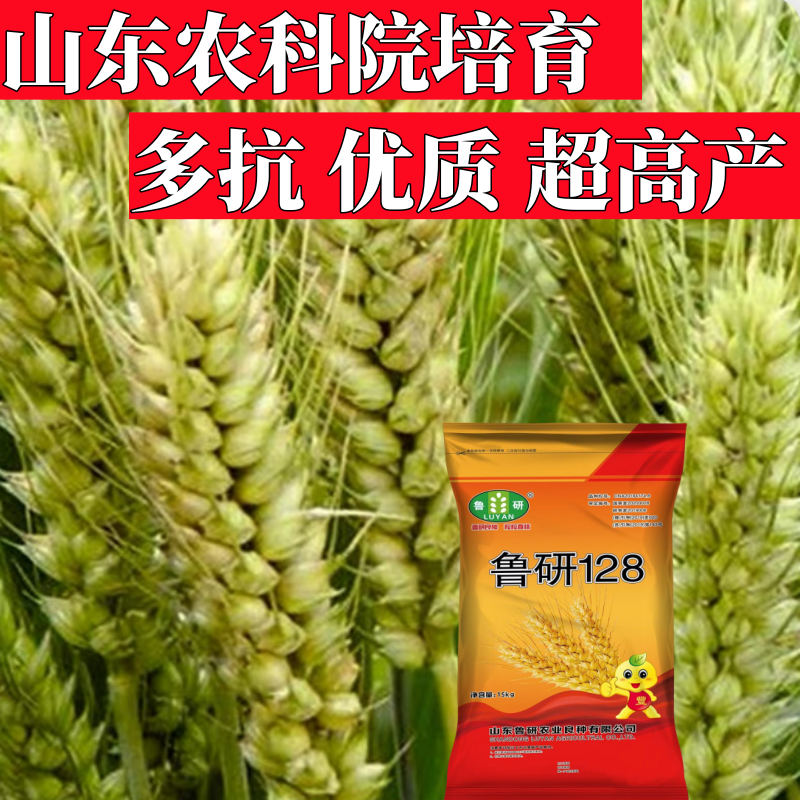 鲁研128小麦种子高产小麦种子