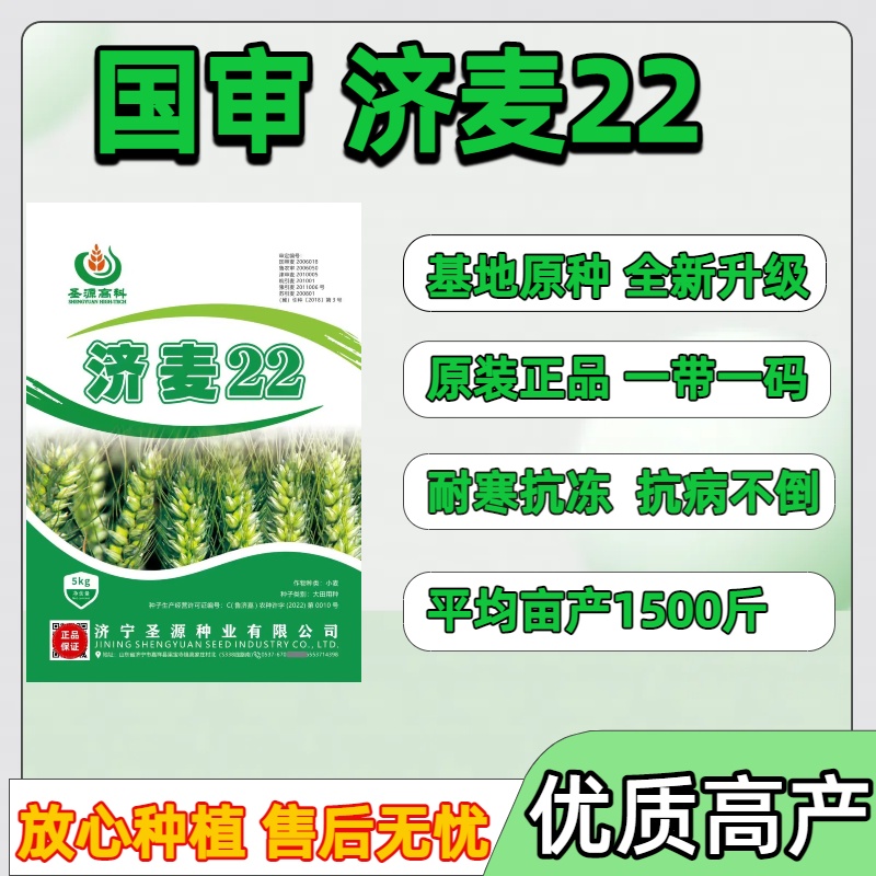 正品济麦国审济麦22小麦种子冬小麦高产优质矮秆抗倒大穗小麦种子