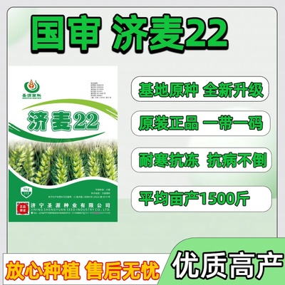 正品济麦国审济麦22小麦种子冬小麦高产优质矮秆抗倒大穗小麦种子