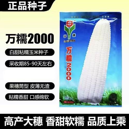 华穗万糯2000白甜糯玉米种子大棒鲜食春秋可种粘苞米种子国审正品