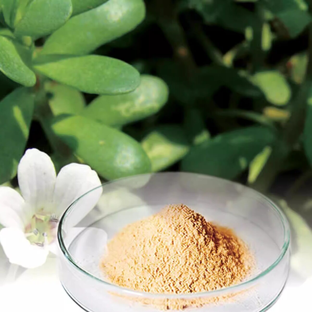 马齿苋提取物20:1优质马齿苋精华粉 马齿苋粉水溶送量勺