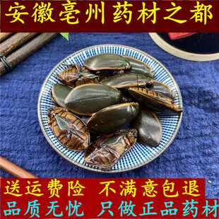 金边龙虱中药材大龙虱500g克包邮 黄缘龙虱干品 水鳖虫 射尿龟