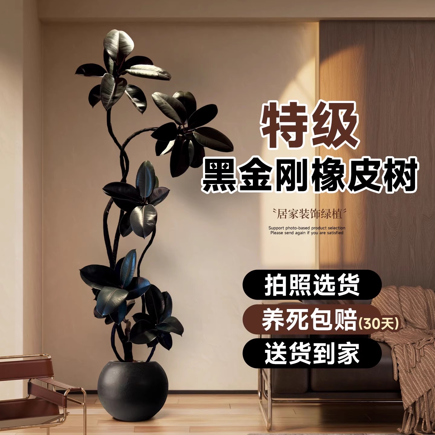 黑金刚橡皮树客厅大盆栽好养植物