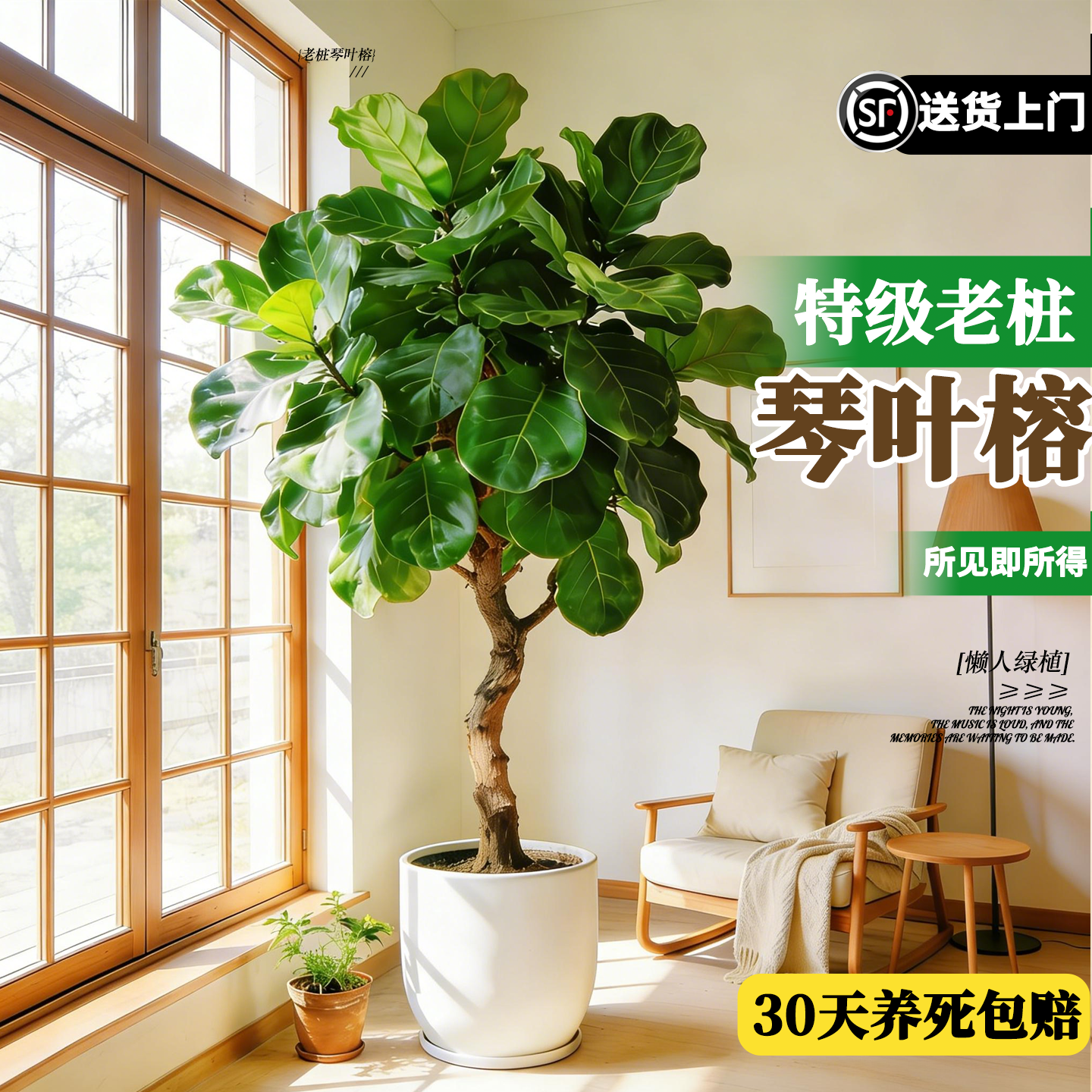 老桩琴叶榕客厅绿植大盆栽物室内大型好养常绿老桩大叶办公室落地,鲜花速递/花卉仿真/绿植园艺,大型绿植/成品组合盆栽,淘宝优惠券,粉丝福利购,淘宝优惠卷