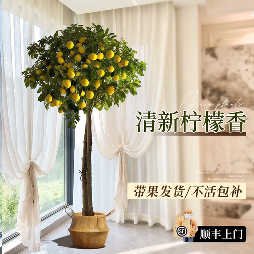香水柠檬树盆栽带果四季可食用树