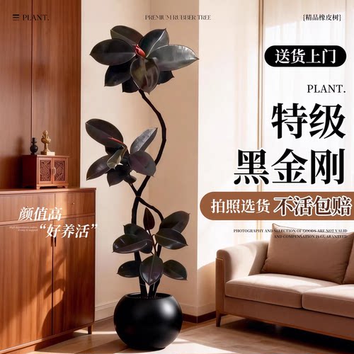 黑金刚橡皮树客厅大盆栽室内大型绿植四季好养阳台办公室高端植物