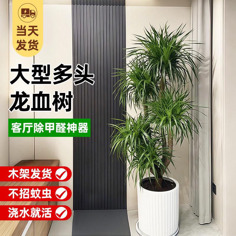 龙血树客厅旺宅绿植物室内盆栽大型龙铁树老桩多头龙须树四季常青