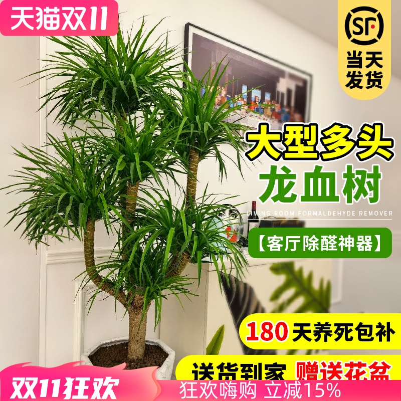 龙血树客厅绿植龙须树大型盆栽