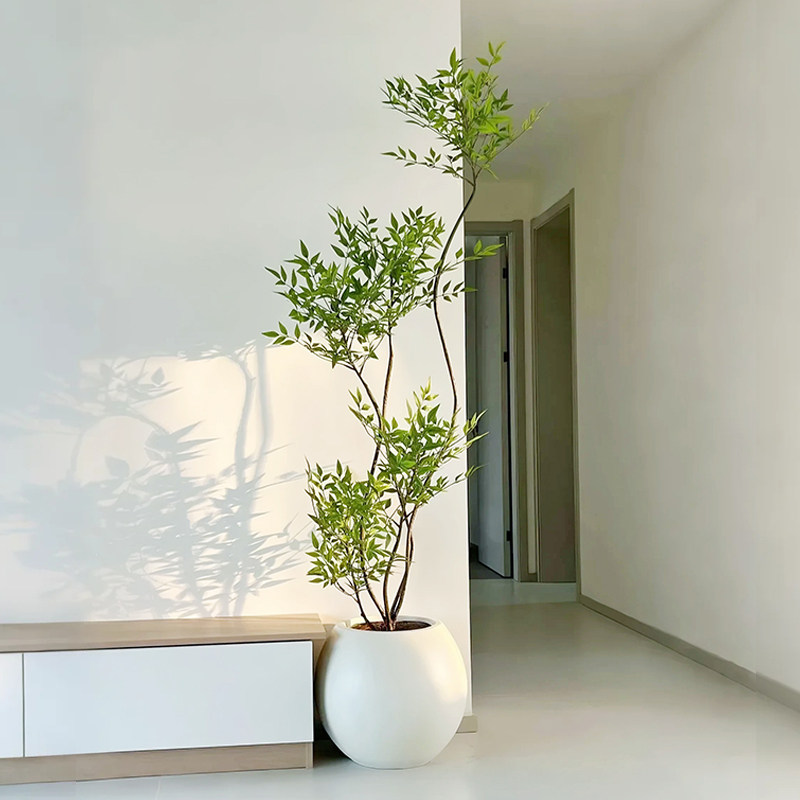 大型盆栽南天竹绿植室内南天竺老桩客厅植物禅意真树庭院造景日式,鲜花速递/花卉仿真/绿植园艺,大型绿植/成品组合盆栽,淘宝优惠券,粉丝福利购,淘宝优惠卷