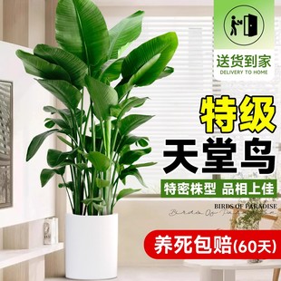 天堂鸟绿植客厅大型植物盆栽办公室落地式大叶鹤望兰除甲醛好养活
