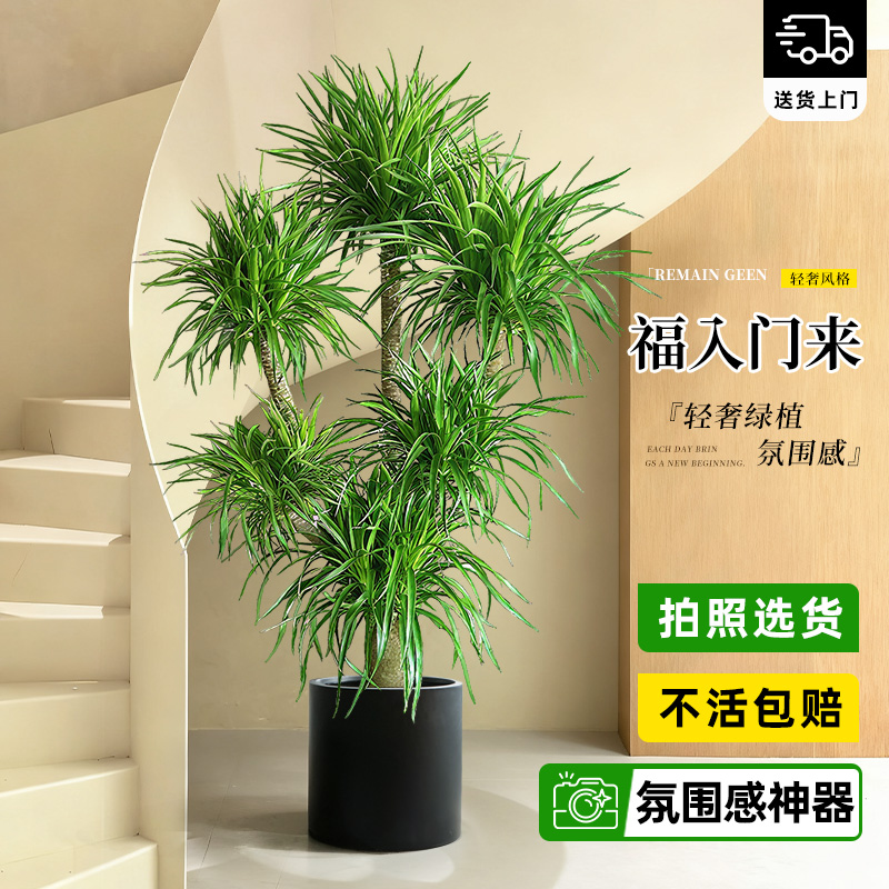 龙血树客厅室内大型轻奢盆栽绿植高级感龙须树办公室植物四季好养