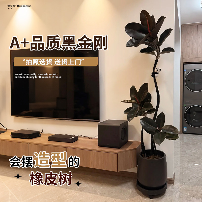 客厅大盆栽拗造型黑金刚橡皮树室内大型绿植办公室四季好养真植物,鲜花速递/花卉仿真/绿植园艺,绿植,淘宝优惠券,粉丝福利购,淘宝优惠卷
