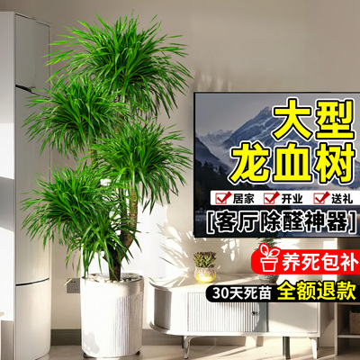 龙血树客厅高级感旺宅好养活植物