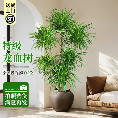 龙血树大型盆栽办公室内客厅龙铁树旺宅绿植落地老桩树苗真龙须树