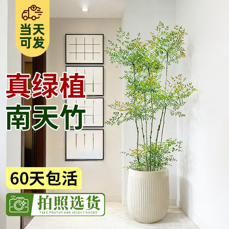南天竹大型盆栽南天竺老桩绿植室内客厅植物禅意真树庭院造景日式,鲜花速递/花卉仿真/绿植园艺,绿植,淘宝优惠券,粉丝福利购,淘宝优惠卷