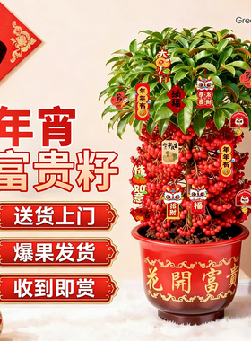 年宵花富贵籽老桩盆栽带红果客厅大盆栽黄金万两金玉满堂招财绿植