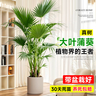大叶蒲葵绿植四季常青大型盆栽绿植室内客厅扇叶蒲棕榈树耐寒好养