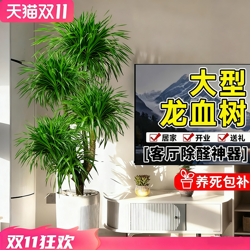 龙血树客厅高级感旺宅好养活植物