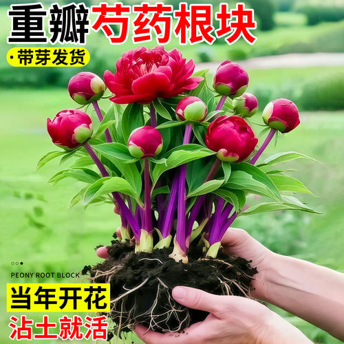 芍药花苗重瓣盆栽大花根块带芽球根四季阳台庭院牡丹花卉植物好养