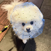 狗狗防误食头套透气舒适中小型宠物网纱头套嘴罩遛狗神器外出面罩