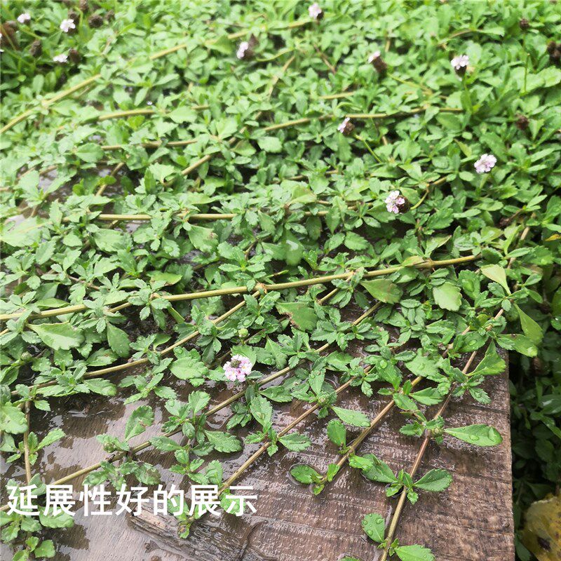 日本垂岩姬岩垂草耐践踏耐贫瘠地被植物优质开花草坪庭院绿化