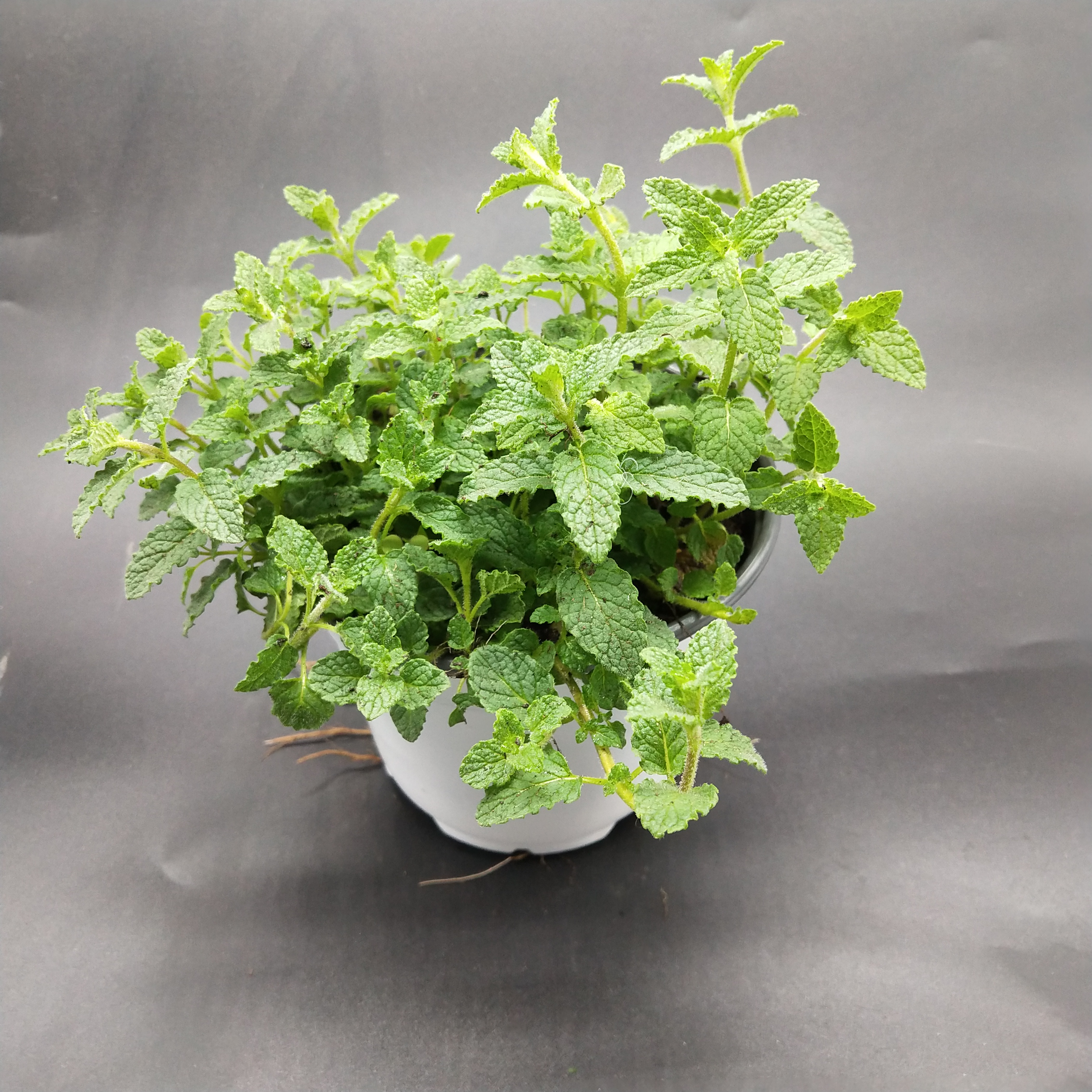 薄荷盆栽可食用水培植物留兰香新鲜叶香草种植苗大叶绿植室内驱蚊