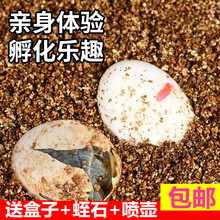 可孵化乌龟蛋招财龟活体中华草龟墨龟活物巴西龟鳄鱼龟学生孵化蛋