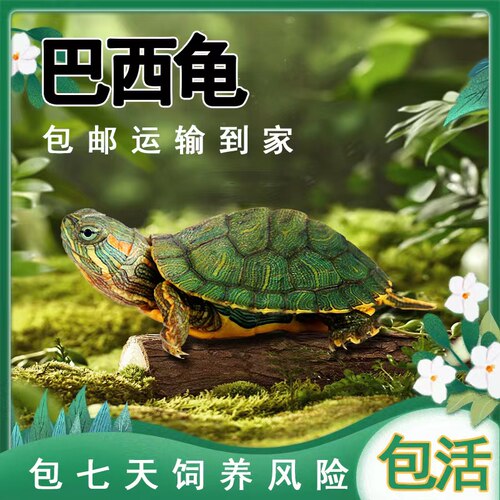 [送龟粮】巴西龟宠物龟活体活物红耳龟水龟幼苗观赏大乌龟好养活