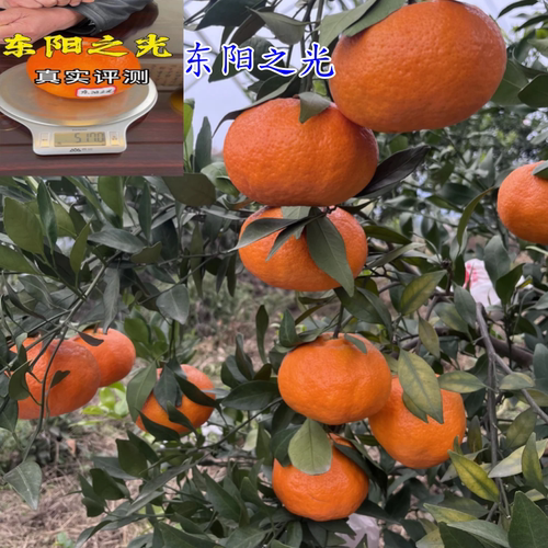 新品种东阳之光甘甜柑橘桔子树苗