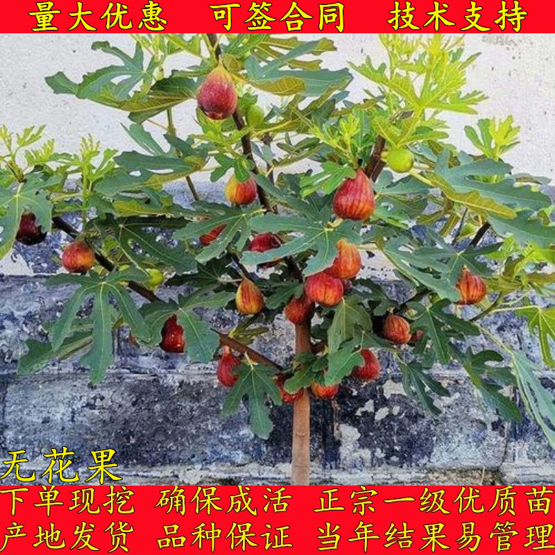 嫁接纯甜南北方种植无花果果树苗