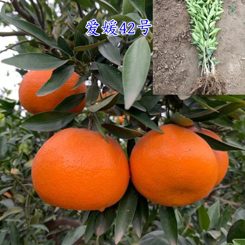 嫁接爱媛42号贵妃柑橘桔子果树苗