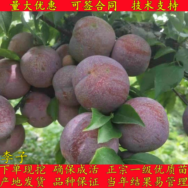 耐寒南北方种植蜂糖冰糖心李子苗