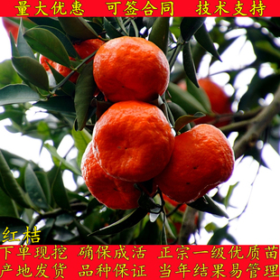 万州红桔橘子苗美国红桔苗大红袍橘子苗世纪红桔苗红橘树苗盆栽地