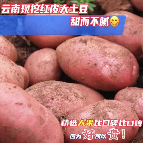 云南红皮土豆新鲜农家大号包邮
