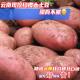 云南新鲜土豆10斤马铃薯农产品红皮洋芋大号土豆 鹅蛋大小10斤