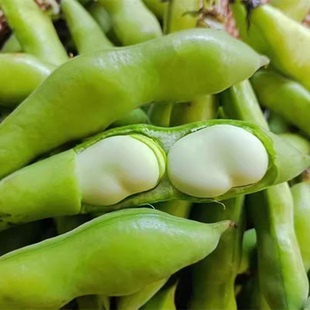 云南新鲜蚕豆农家现摘胡兰豆青豆带壳豆角豆荚豆子生鲜蔬菜包邮