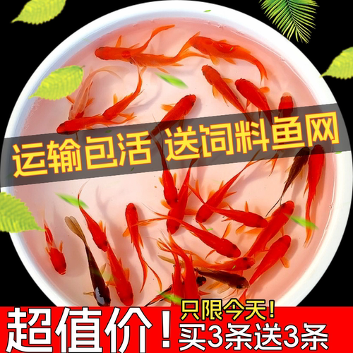 红草金鱼小红草鱼小金鱼小红鱼