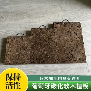 碳化软木板二岐鹿角蕨北欧女王鹿角蕨苔藓荷兰鹿角蕨室内垂挂造景