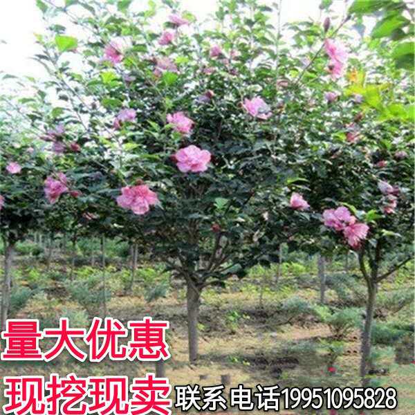 围墙植物树苗盆栽重瓣大花木槿