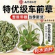 南京同仁堂车前草野生中材新鲜干货搭夏枯草玉米须茶泡水喝官方店